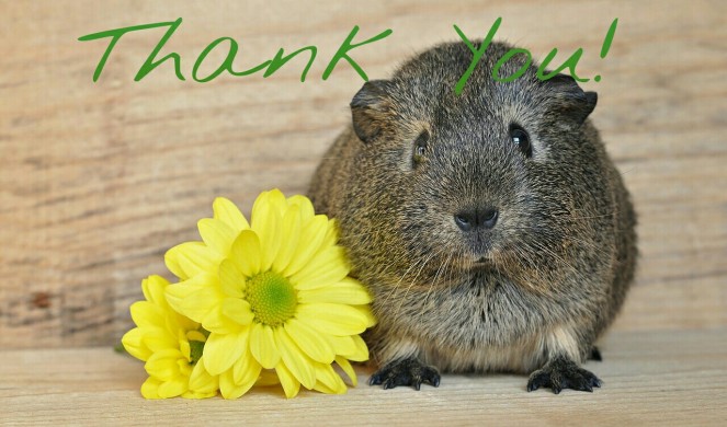 thank you guinea pig